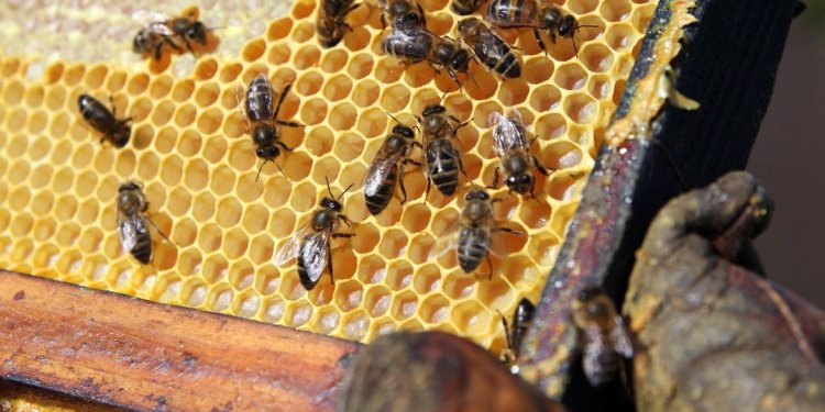 32+ Free Beekeeping Resources