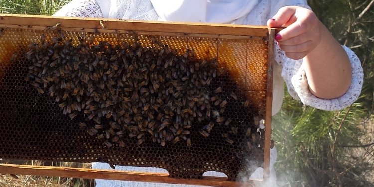 Backyard Beekeeping for