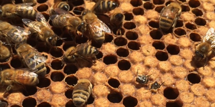Bee colony atop University of