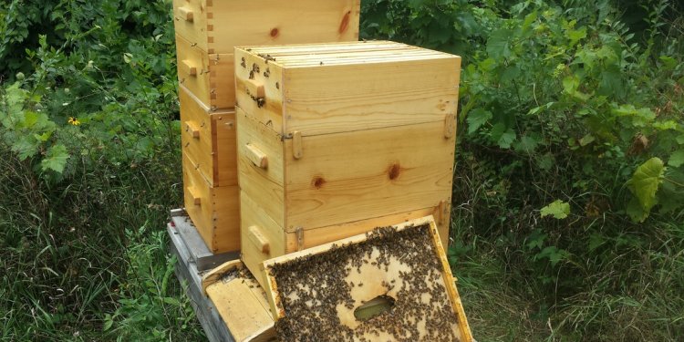 We also raise Honey Bees!