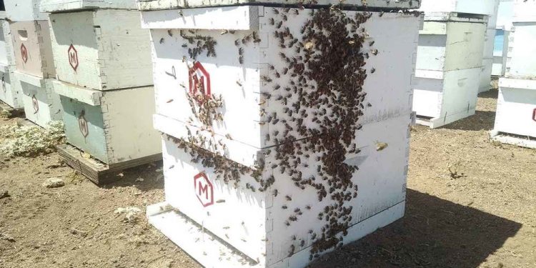 Beekeeping helps us give back