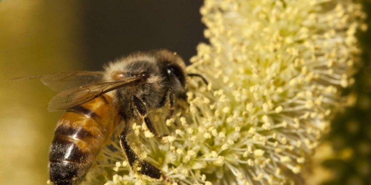 Beekeeping 101: Choosing the