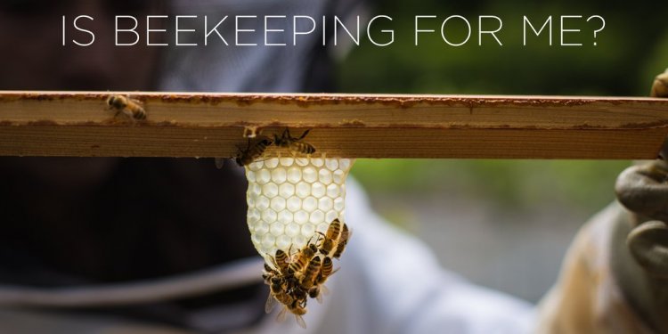 Is beekeeping for me?