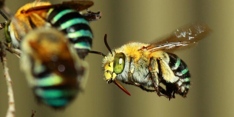 Bees & Bugs on Pinterest