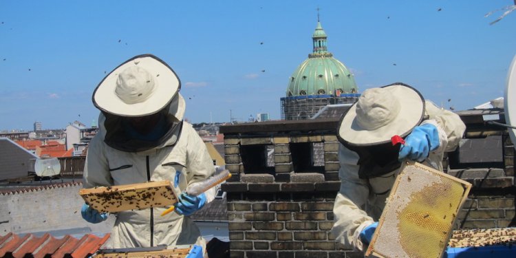 Bybi – Urban Beekeepers of