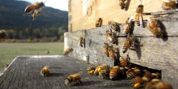 Bees Entering Hive