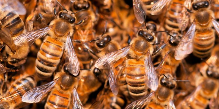 Honey Bee Extinction Will