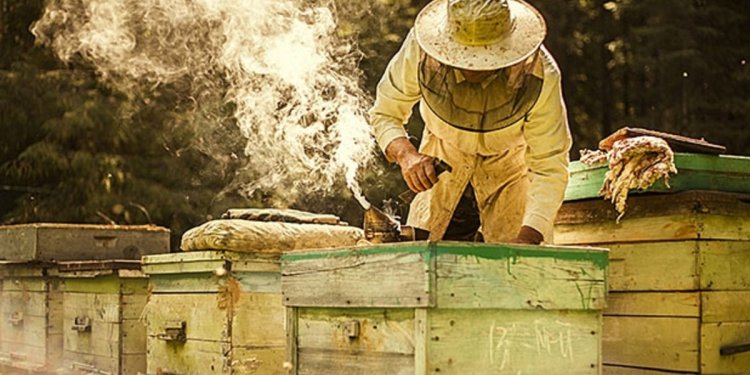 How To Start A Beehive | Men s