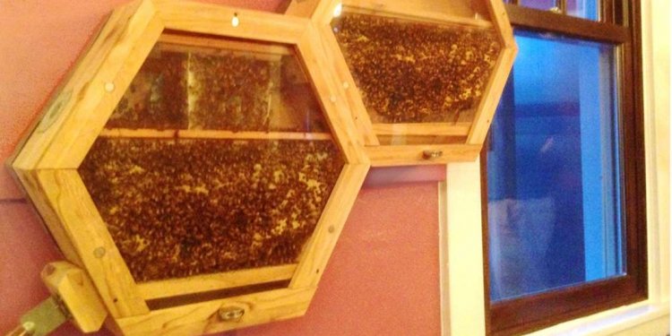 Like a fish tank for bees