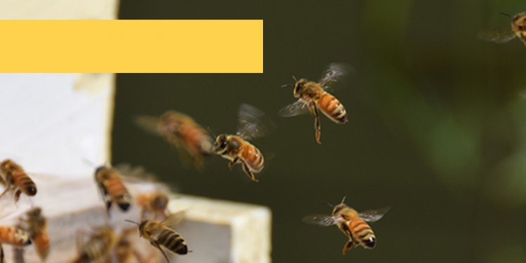 Master Beekeeper Program