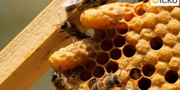 L apiculture pour tous