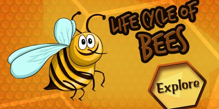 Life cycle of Bees - Biology
