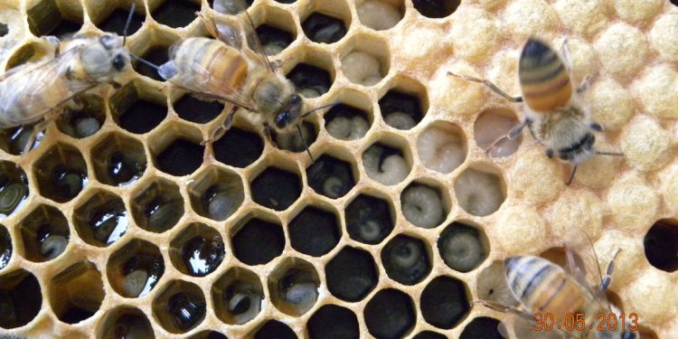 Links - Cowichan Beekeepers