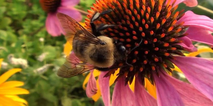 Honeybee crisis: What s