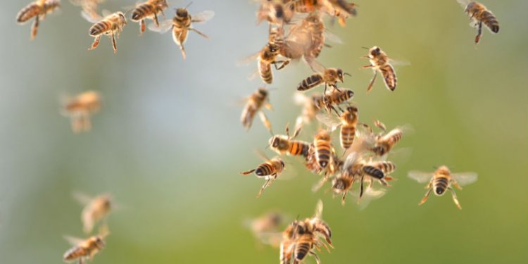 Swarm of bees attack people at