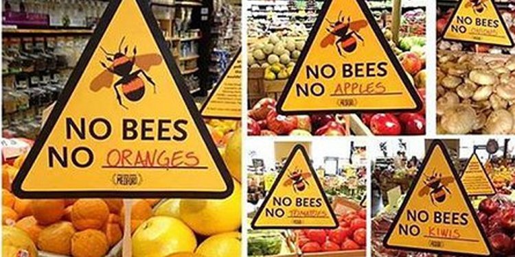Q&A: Bee crisis stinging world