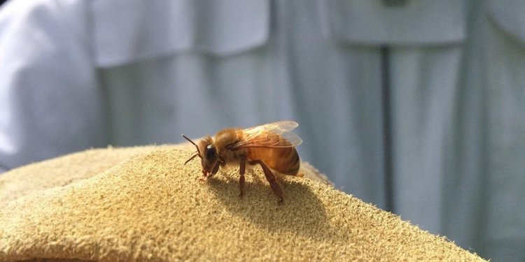 Both honeybees and native bees