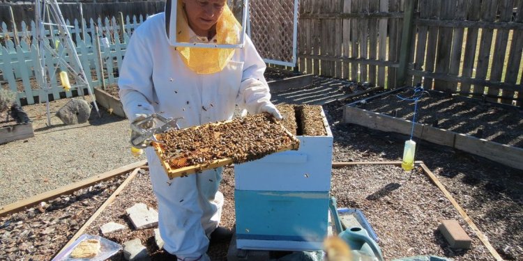 The buzz about beekeeping
