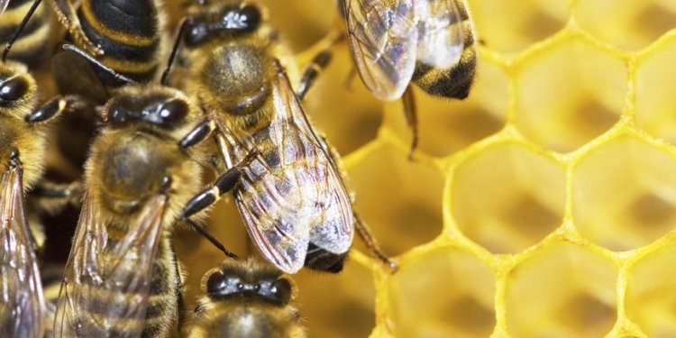 Learn more about Beekeeping