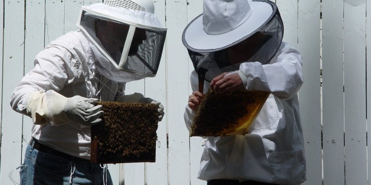 The Beekeeping Industry?