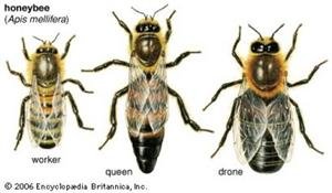 3 forms of honeybees