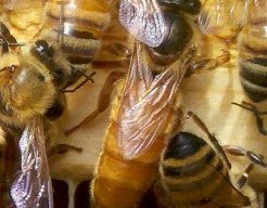 a queen honey-bee