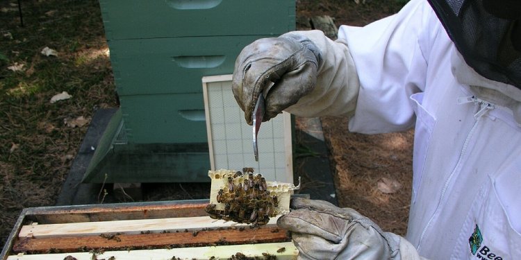 Beekeeping on YouTube