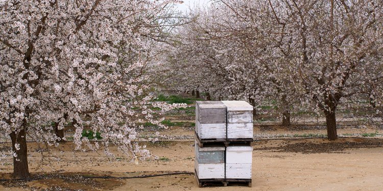 Almond trees pollination
