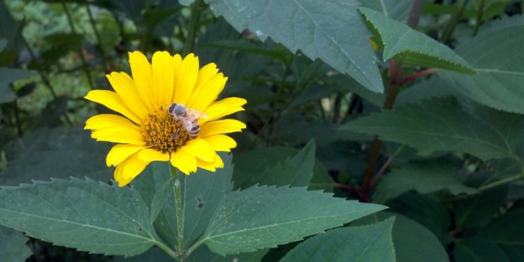 Vermont Beekeepers Association