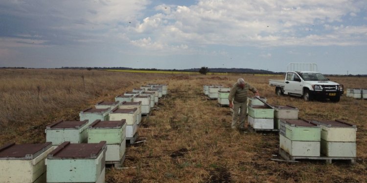 Beekeeping WA