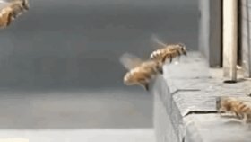Bee Collision