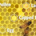 bee eggs larvae cells