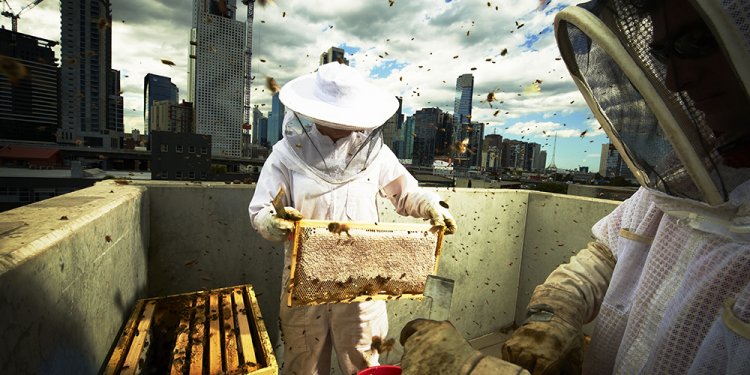 Beekeeping in urban areas
