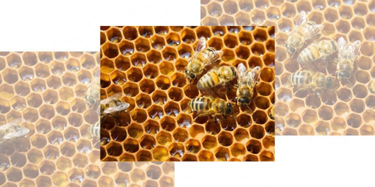 How to build an Apiary?
