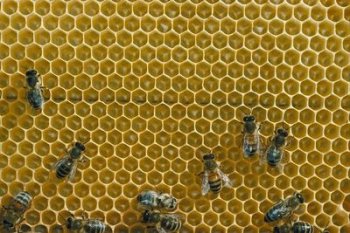 Beekeeping 101: Where to Get Bees