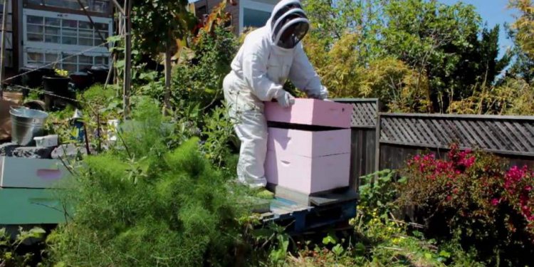 Beekeeping Apprenticeship