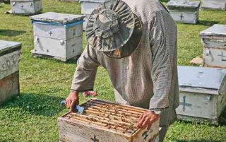 Beekeeping Colonies