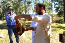 beekeeping course warranwood melbourne