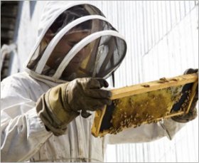 Beekeeping Products & Supplies
