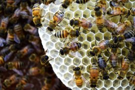 bees, bee die-offs, artificial apiary, honeybee colonies, neri oxman, mediated matter, mit news laboratory, interior apiary