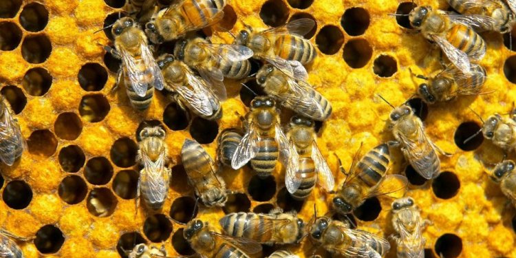 What do bees hives look like?