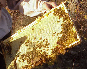 Bees on a frame