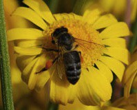 Best administration Practices for Beekeeping