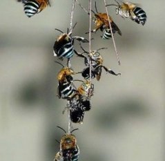 Blue banded bees (Image: Erica Seigal)