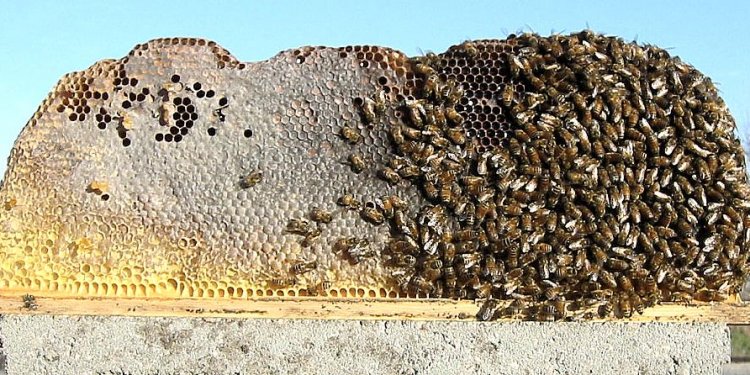 Beekeeping hives for Sale