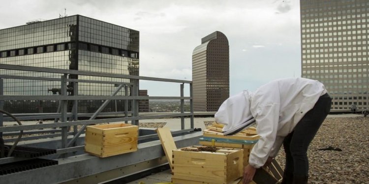 Beekeeping Denver
