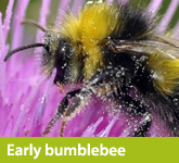 Early bumblebee