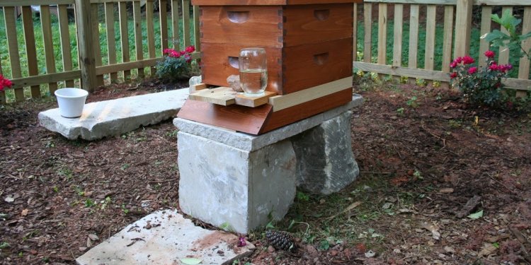 Beekeeping Basics PDF