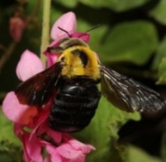Female carpenter bee (picture: Arthur Giblin)