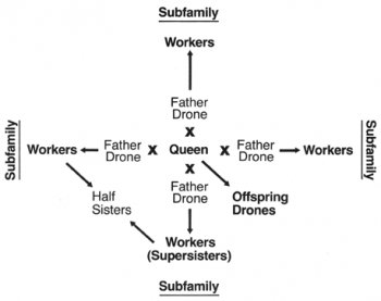 Figure 1.-A representation of a colony of bees as an inherited superfamily. The colony inside figure has four subfamilies, but there could be more or a lot fewer. If two father drones are themselves brothers, the 2 subfamilies sired by them could be relevant as complete siblings, instead of as half siblings.
